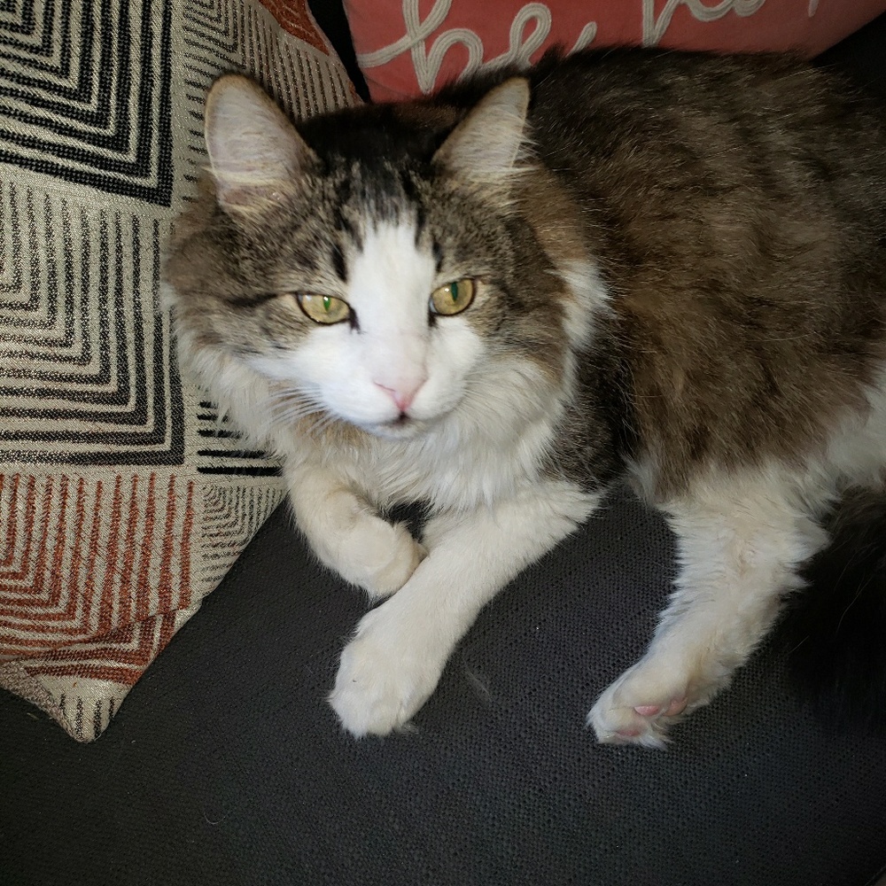 Meet your Posher, Silvestre